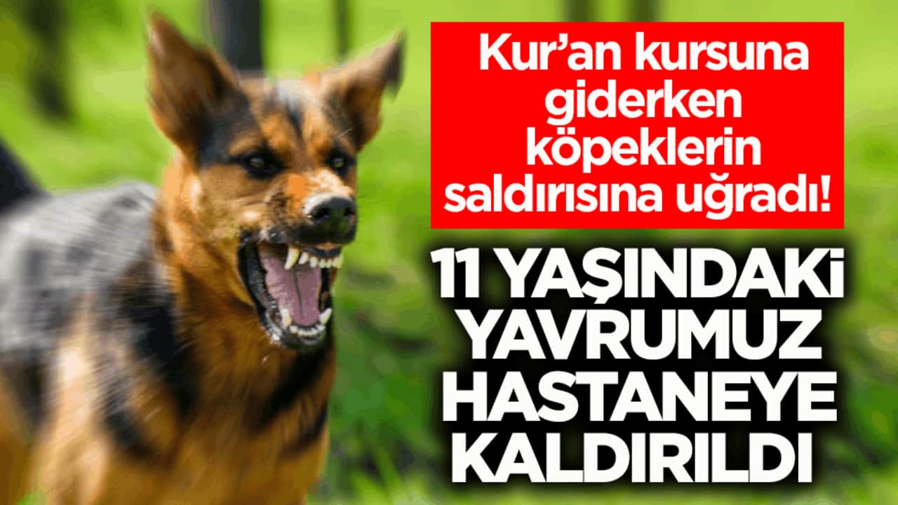 Kur’an kursuna giderken köpeklerin saldırısına uğradı! 11 yaşındaki yavrumuz hastaneye kaldırıldı