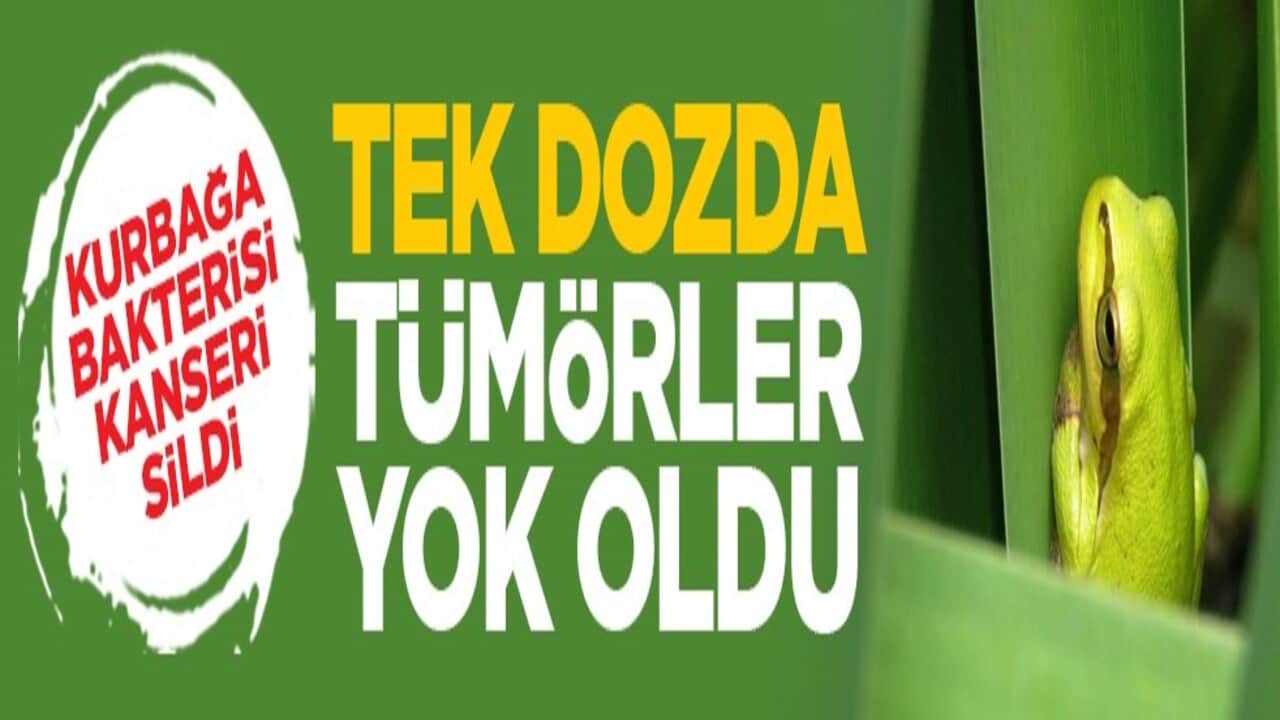 Kurbağa bakterisi kanseri sildi: Tek dozda tümörler yok oldu