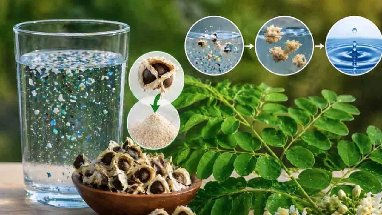 Mikroplastik krizine doğal çözüm!