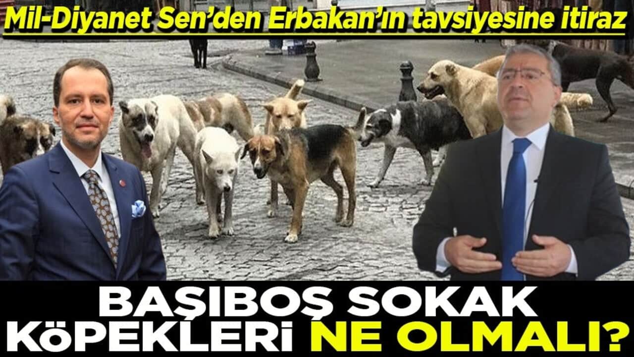 Mil-Diyanet Sen’den Erbakan’ın tavsiyesine itiraz Başıboş sokak köpekleri ne olmalı?