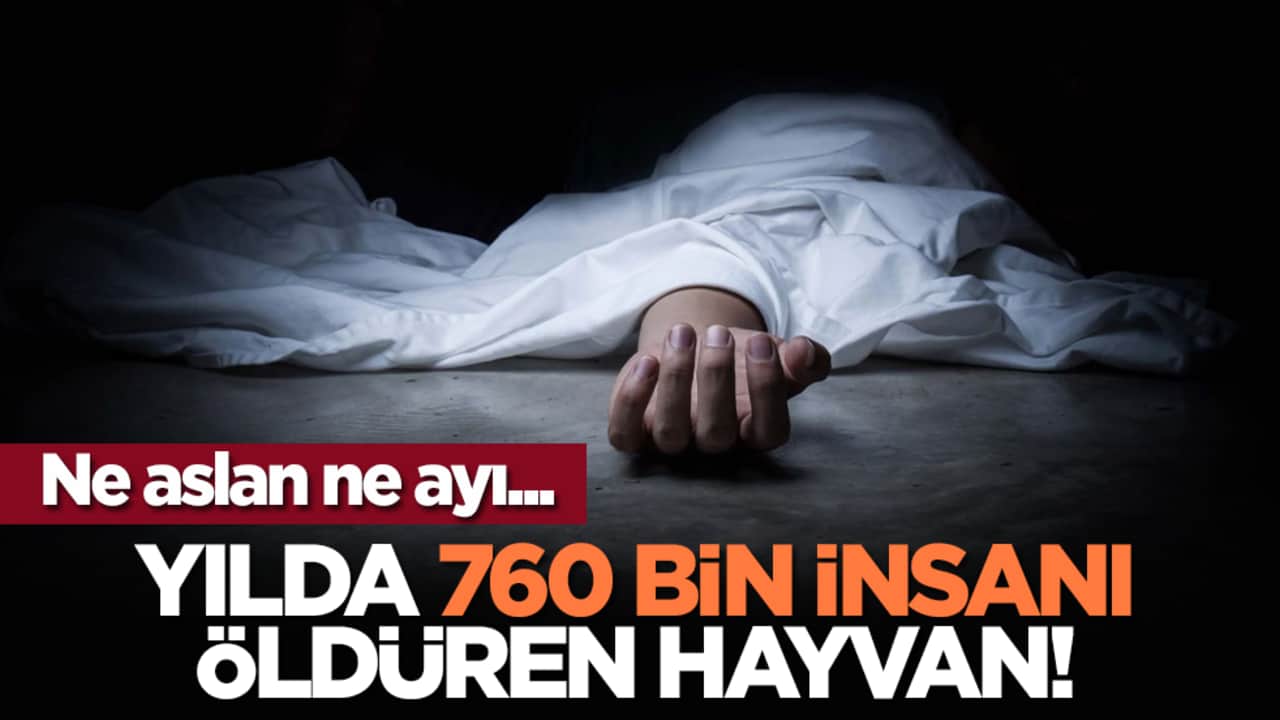 Ne aslan ne ayı... Yılda 760 bin insanı öldüren hayvan!