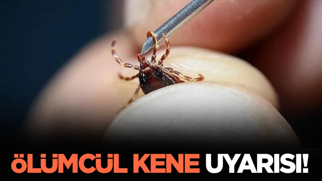 Ölümcül kene uyarısı!