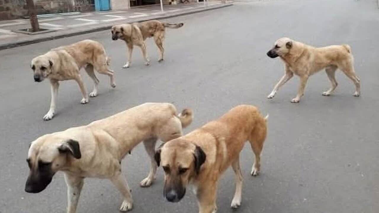 Sahipli hayvanını terk edene 108 bin lira ceza kesilecek