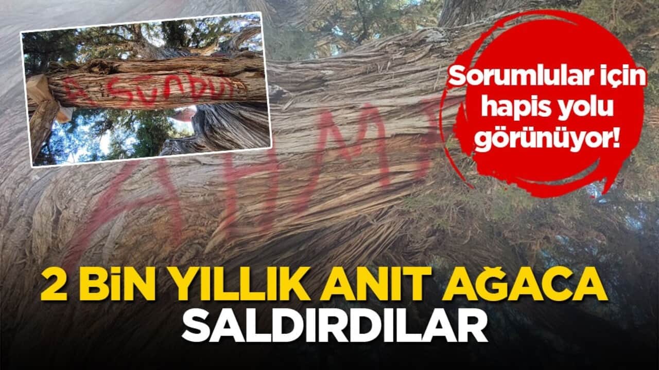 Sorumlular için hapis yolu görünüyor! 2 bin yıllık anıt ağaca saldırdılar