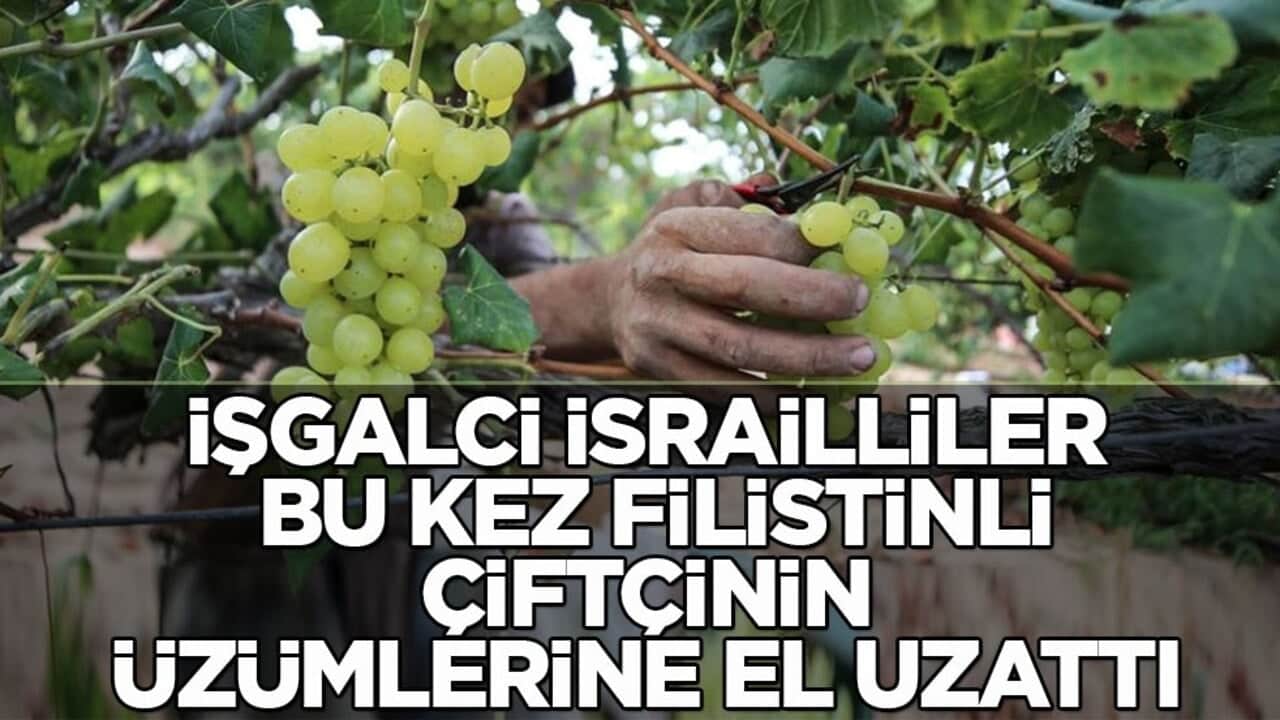 Tam 50 kasa! İşgalci İsrailliler bu kez Filistinli çiftçinin üzümlerine el uzattı