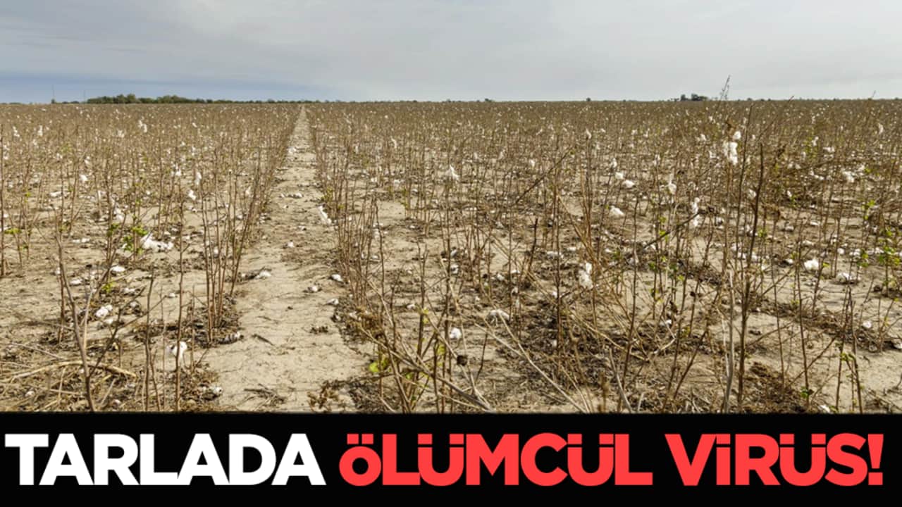 Tarlada ölümcül virüs! Kimse fark etmemiş