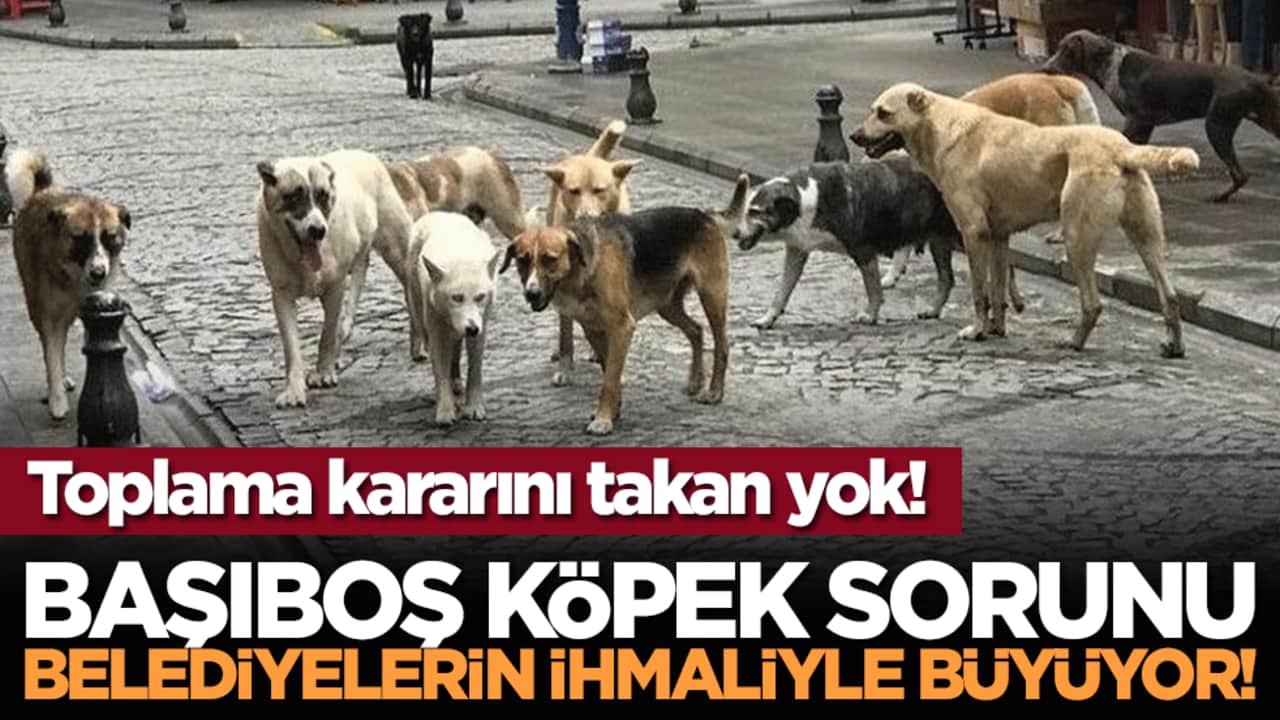 Toplama kararını takan yok! Başıboş köpek sorunu belediyelerin ihmaliyle büyüyor!