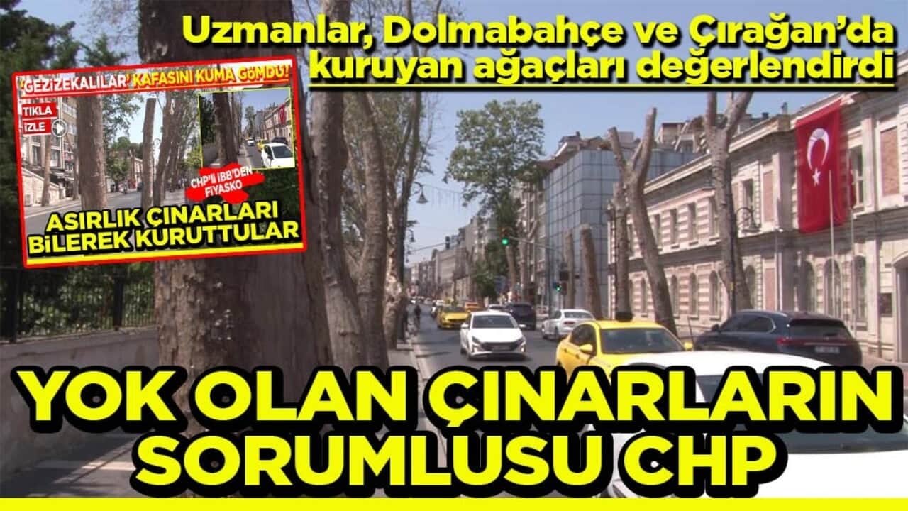 Yok olan çınarların sorumlusu CHP