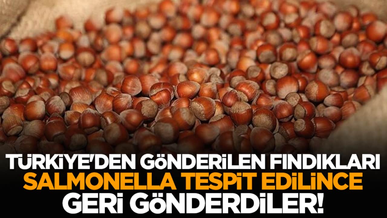 Yunanistan Türkiye'den gönderilen fındıkları Salmonella tespit edilince geri gönderdi!