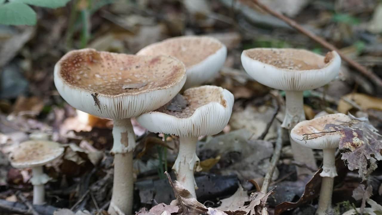 1 kişi öldü, 5 kişi hastanede! Mantar çorbası aile yemeğini faciaya dönüştürdü
