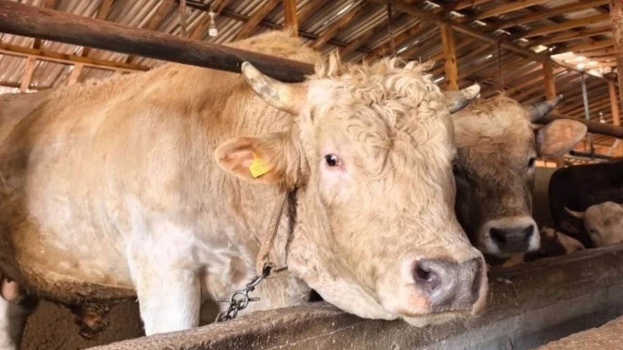 1,1 tonluk dev kurbanlık Paşa, 500 bin liraya satışa çıktı