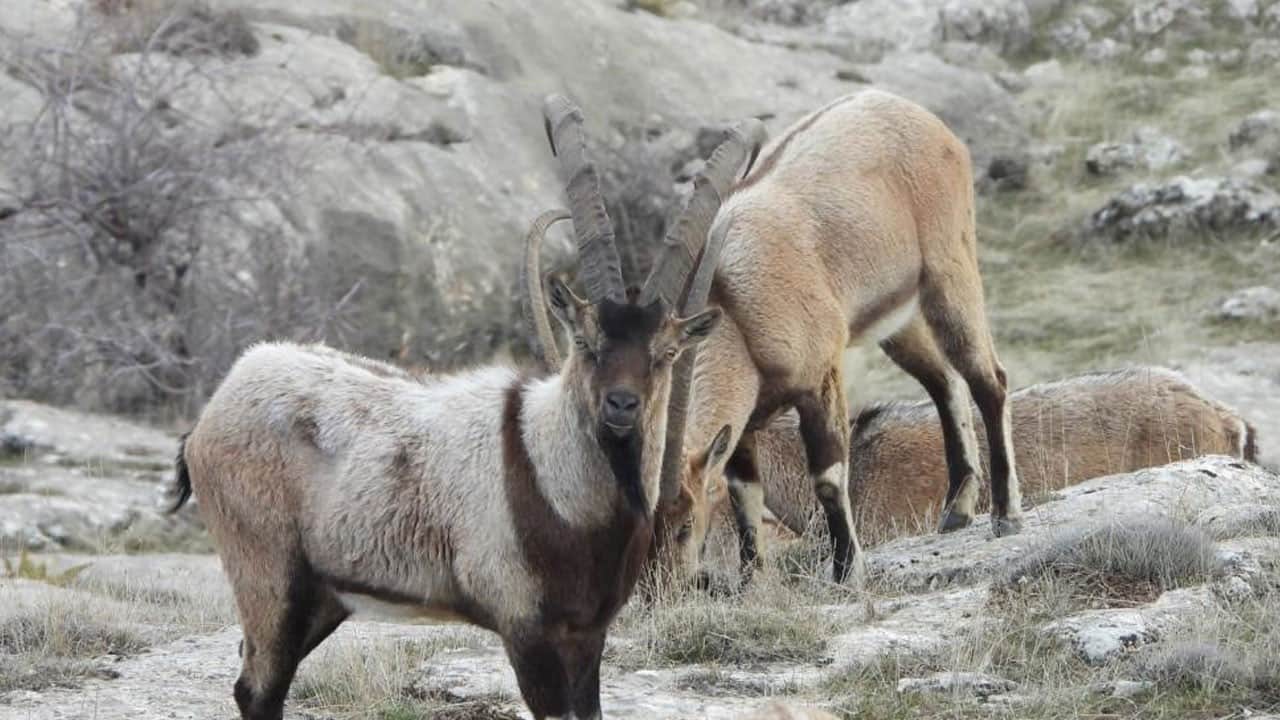 11 yaban keçisi için ihale açıldı! Bir kotanın bedeli 750 bin lira
