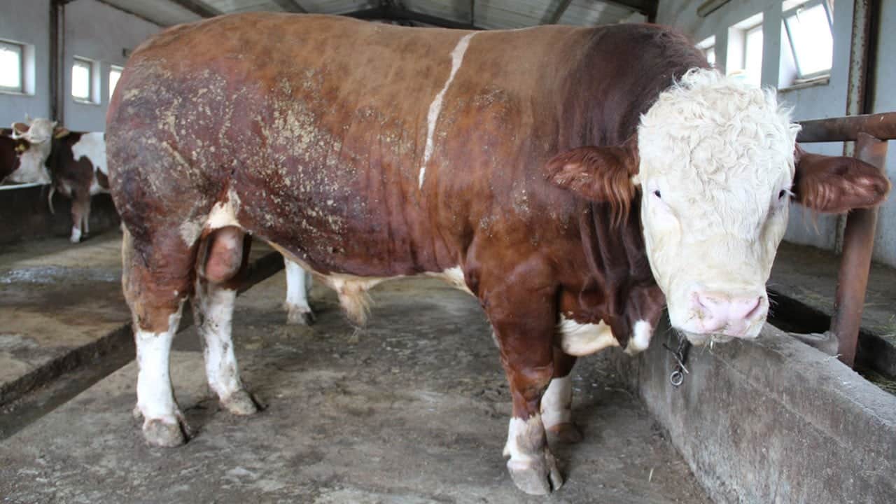 1,5 tonluk 'Tosun Paşa' 450 bin liraya alıcı buldu