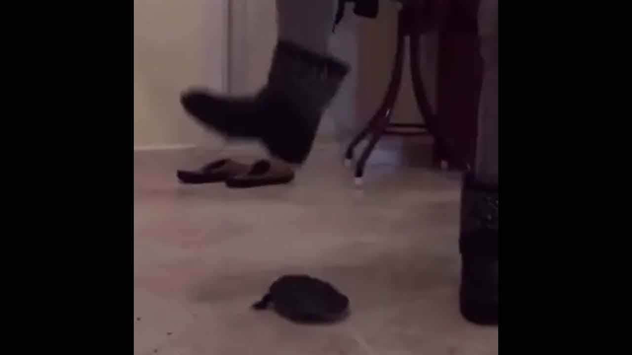 15 yıl önceki kaplumbağa vahşetinin faili yakalandı!
