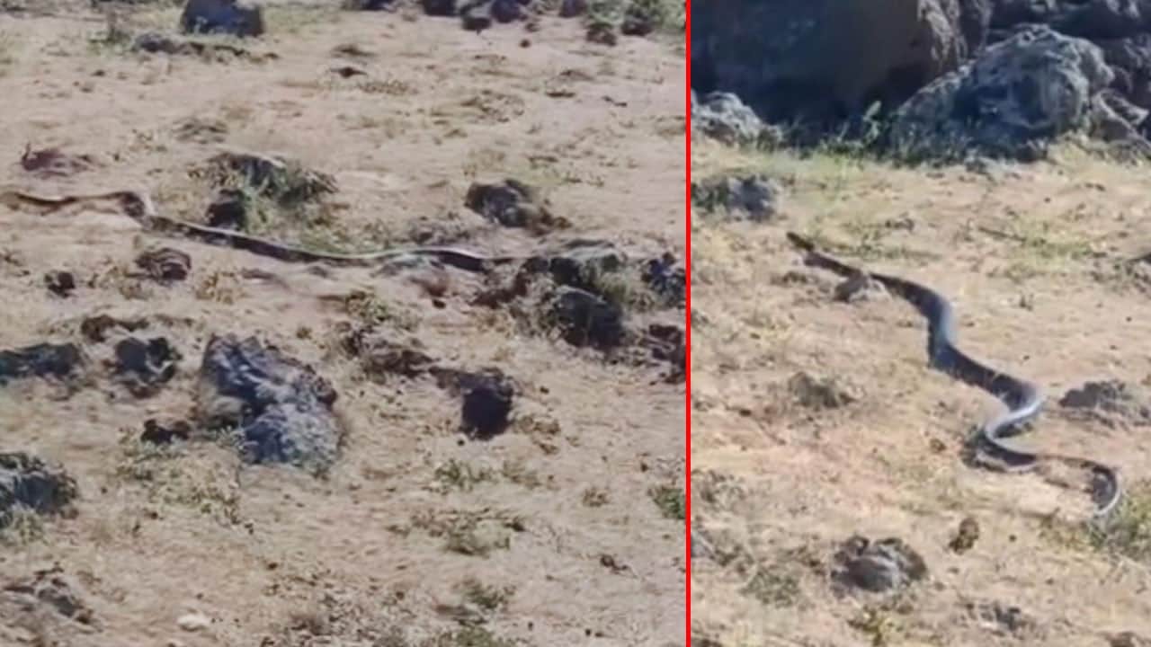 3 metrelik yılan şaşırttı