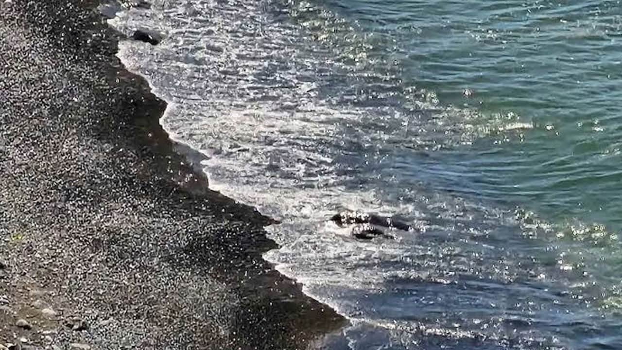6 gündür kayıptı! 40 yaşındaki adamın cesedi deniz kenarında bulundu