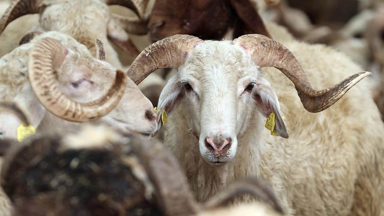 Adana'da kurbanlık fiyatları belli oldu