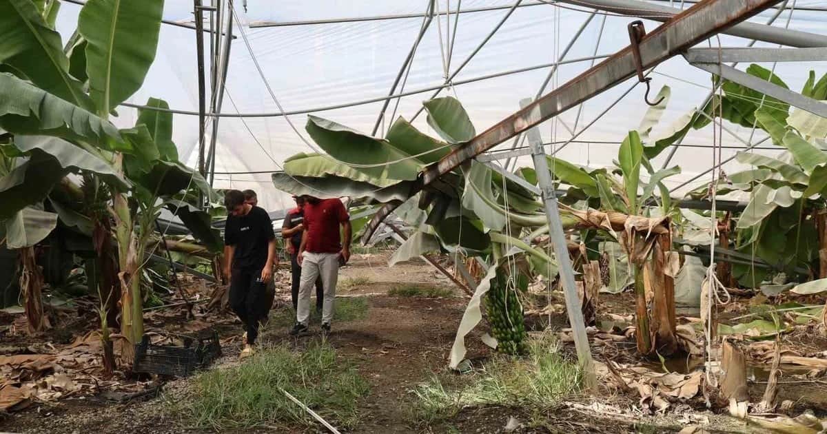 Adana'daki fırtınada yaklaşık 20 bin civciv telef oldu, muz serasında direkler devrildi