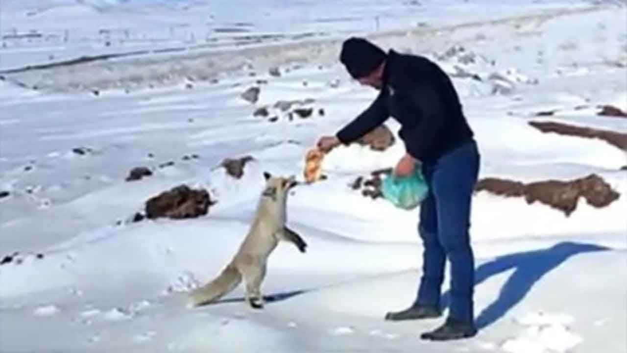 Ahlat'ta maden işçileriyle tilkinin yürek ısıtan dostluğu! Sofrasını "Kurnaz" misafiriyle paylaşıyorlar!