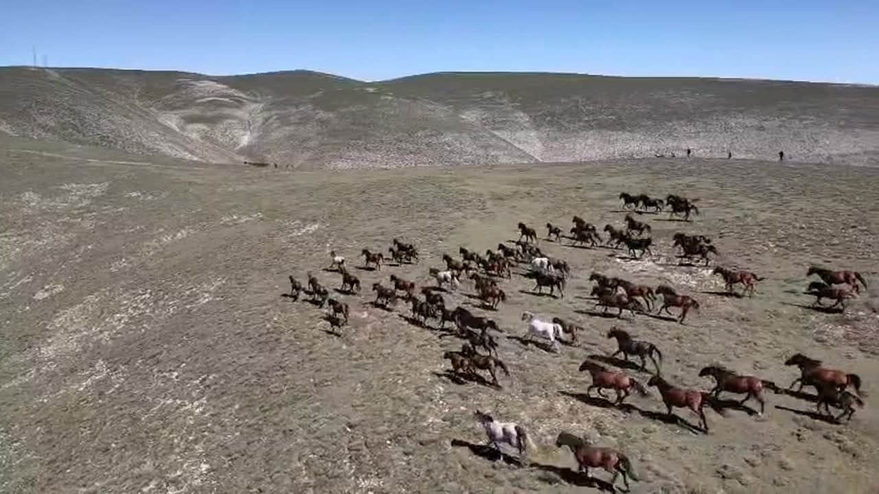 Akdağ’ın özgür ruhları dronla görüntülendi! Yılkı atları mest etti