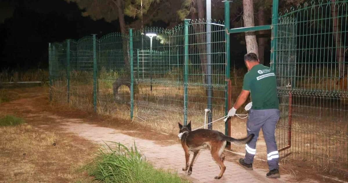 Aksu'daki yangında tahliye edilen 105 köpek Büyükşehir'in bakımevine nakledildi