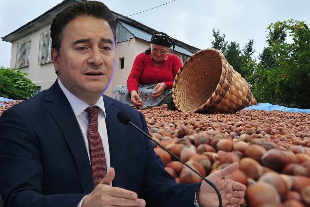 Ali Babacan'dan Kocaali'de fındık üreticisine ziyaret! Maliyetler ve taban fiyat detayları masaya yatırıldı!