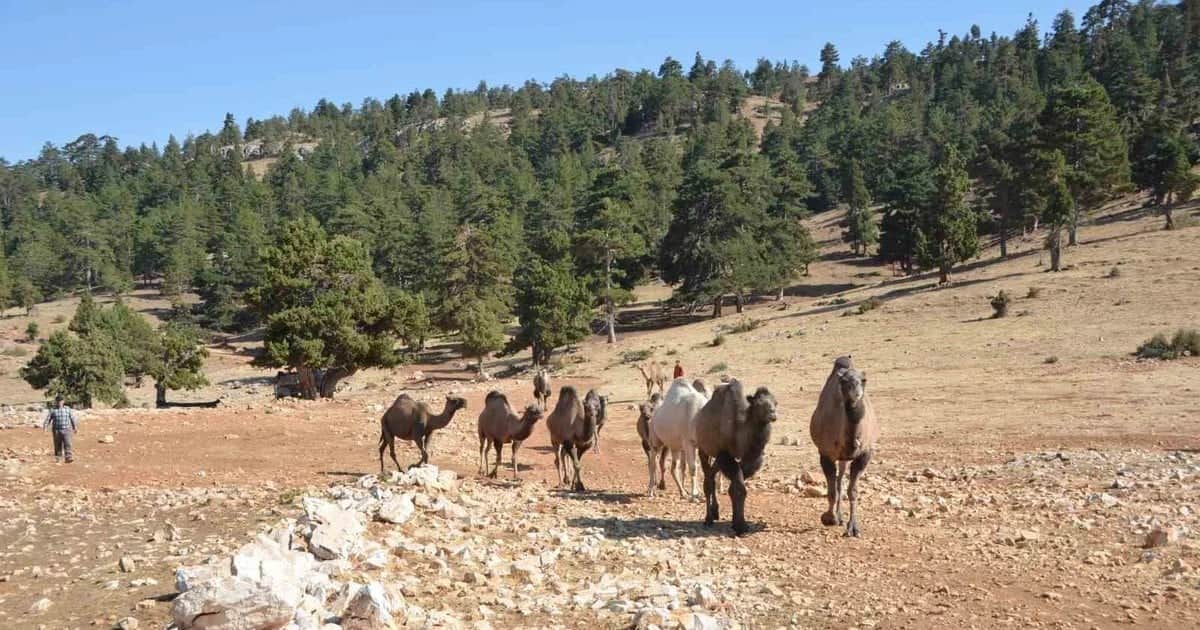 Ali Uçar, Sarıkeçili Yörüklerinde deveciliği sürdüren son kişi olduğunu söyledi