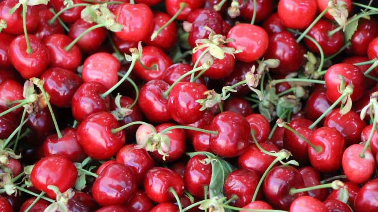 Amasya kirazı fiyatıyla yüzleri güldürdü