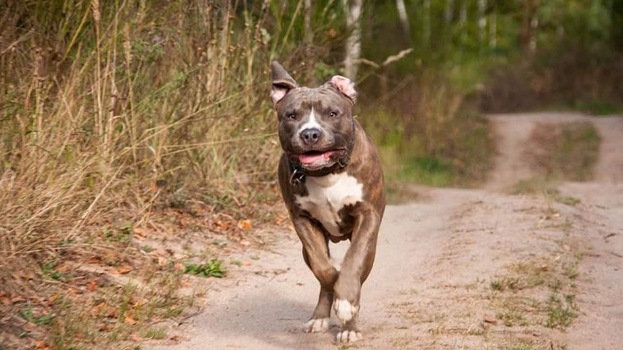 Ankara’da dehşet! Pitbull küçük Efe'nin yüzünü parçaladı