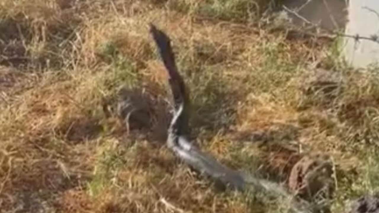 Artan sıcaklıklar yaban hayatını da etkiledi! Dev yılanlar yeniden ortaya çıktı