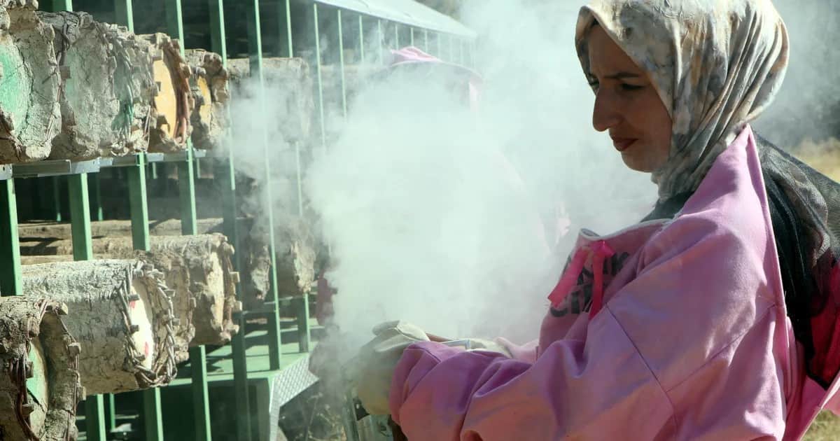 Artos Dağı eteklerinde 'pembe maskeli' kadın arıcılar kara kovan balı hasadına başladı