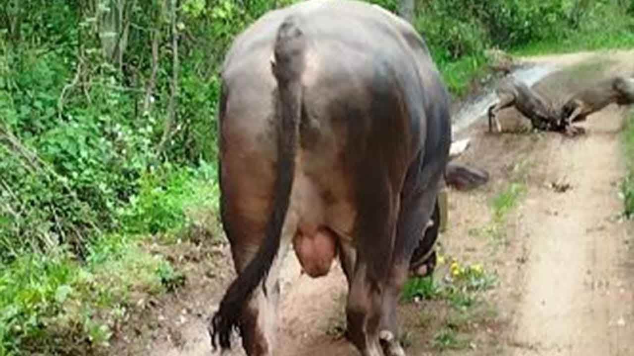 Artvin'in güreşçi boğasından karacalara pürdikkat takip! İki karacanın kavgasını adeta maç izler gibi seyretti!