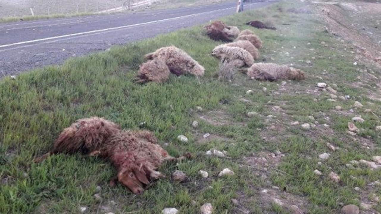 Aşağılık işgalci, toprağını gasp ettiği Filistinlilerin koyunlarını ezdi