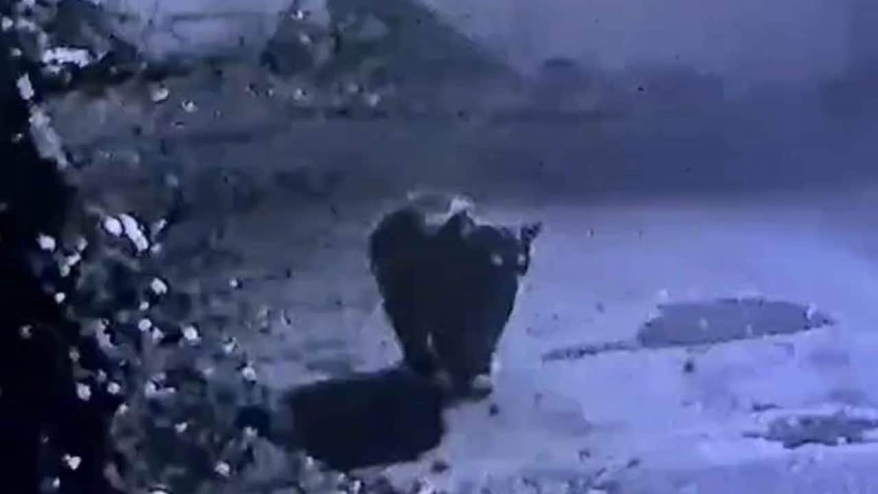 Avcıların yakalayamadığı ayı, güvenlik kamerasına yakalandı