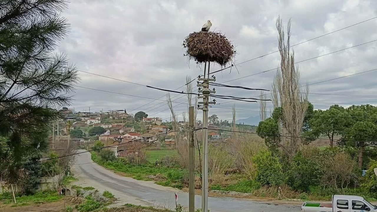 Aydın’da gelenek sürüyor! İlk leyleği görene bir çuval un