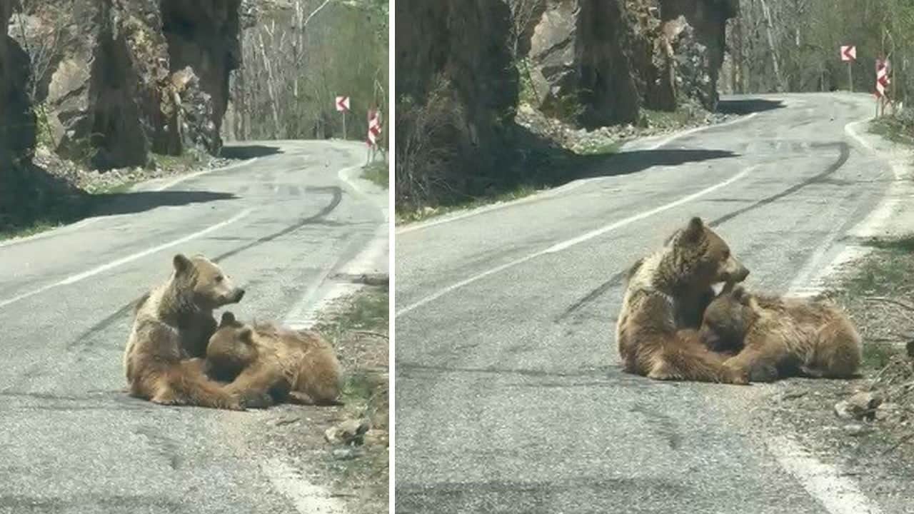 Ayı anne yol ortasında emzirme molası verdi