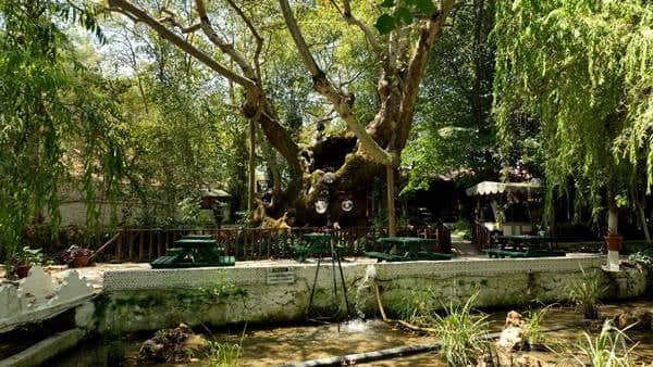 Bakan Kurum, koruma altına alınan anıt ağacın hikayesini paylaştı