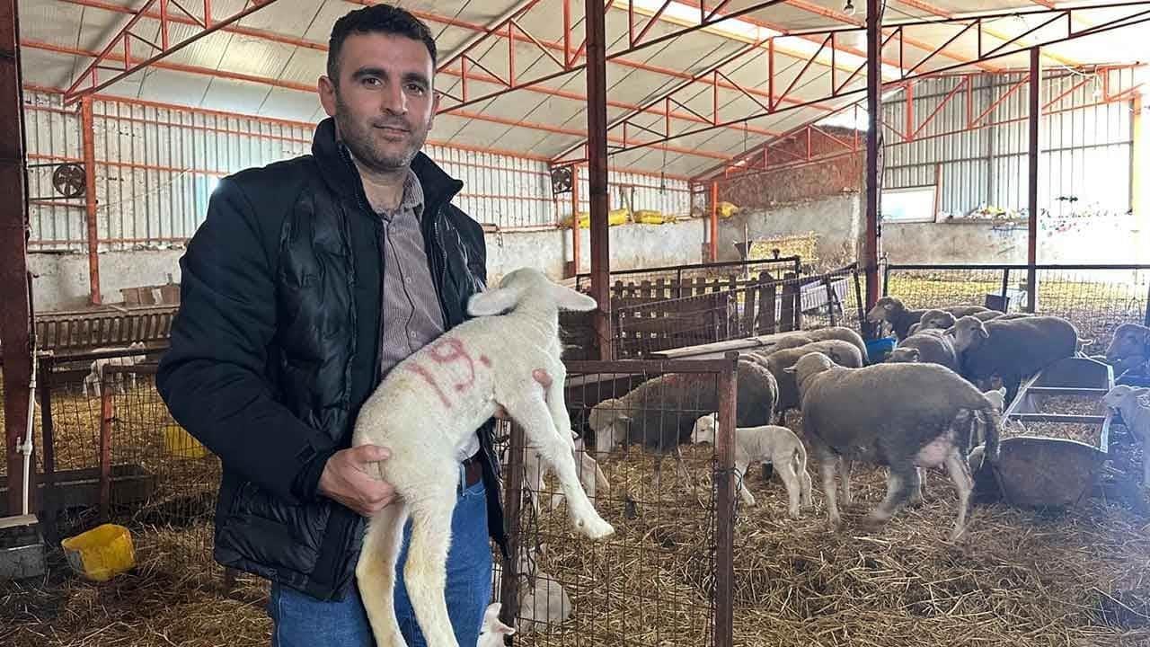 Balıkesir'de safkan merinos fabrikası! 57 yıldır bozmadılar, Türkiye'nin dört bir yanına damızlık yağdırıyorlar!
