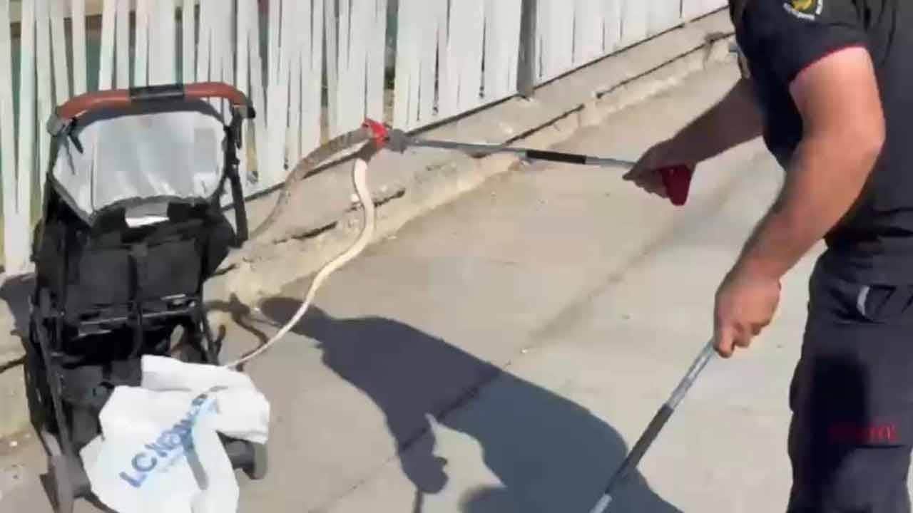 Bebek arabasına gökten yılan düştü! Urfa'da korkunç olay