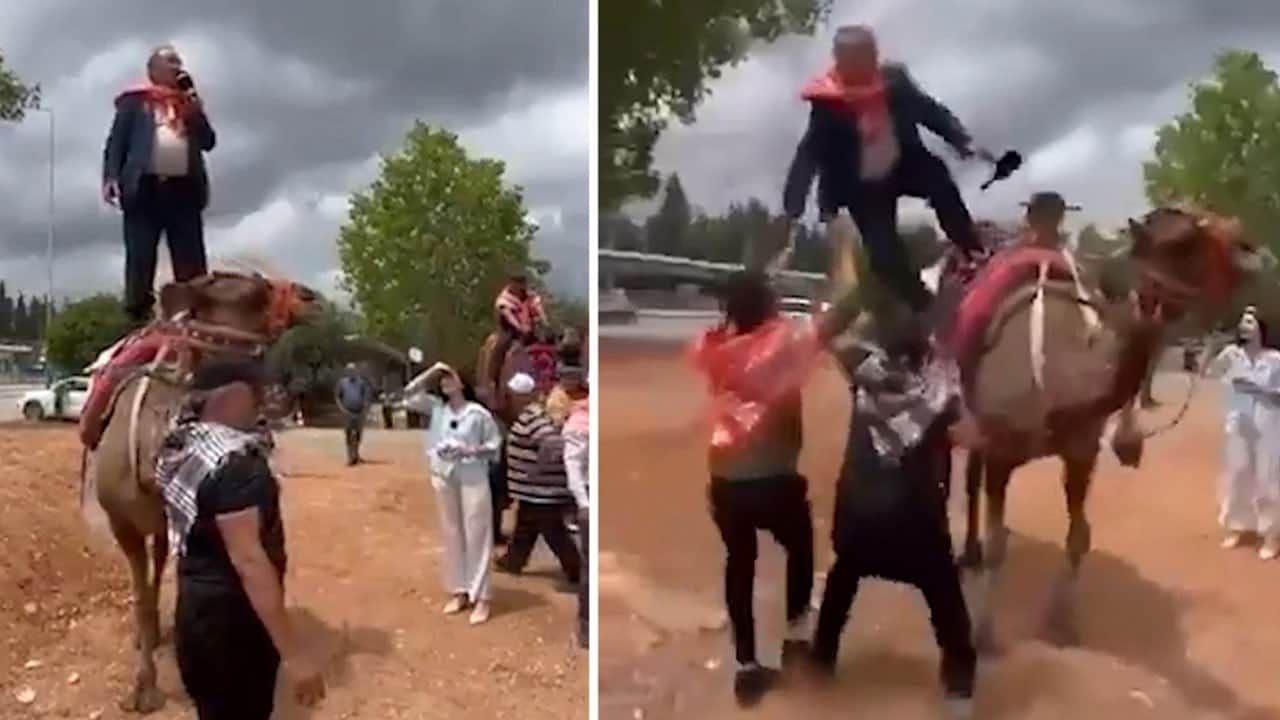Belediye Başkanı deveden düştü, damadı havada yakaladı