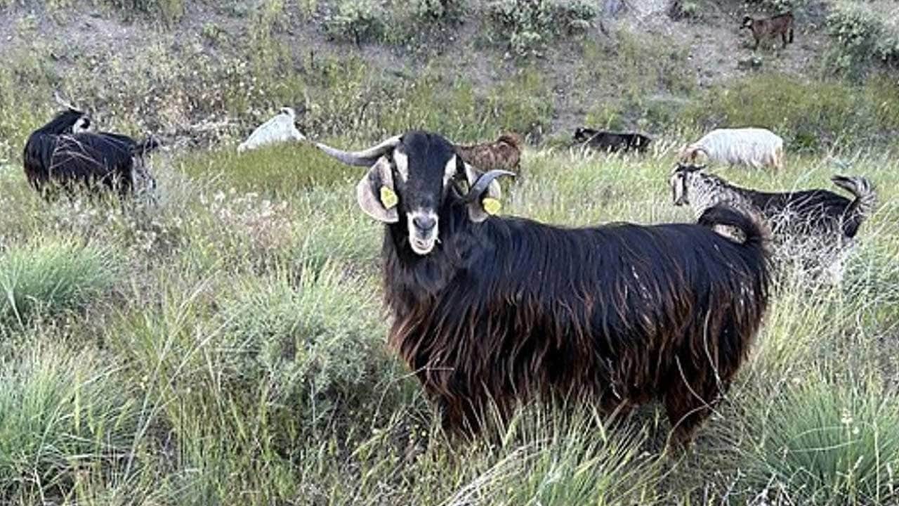 Bir ilde brusella alarmı verildi! Karantina uygulanacak