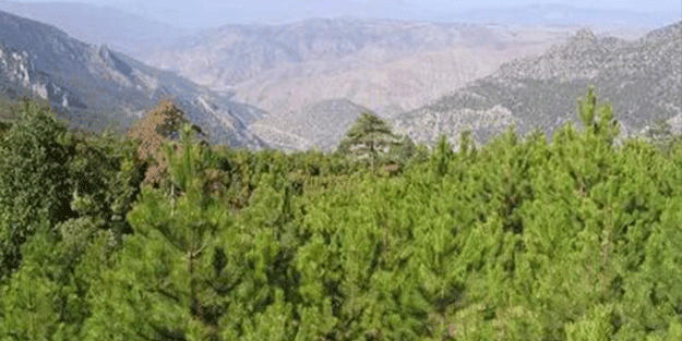 Bir ilde ormanlık alanlara girişler yasaklandı