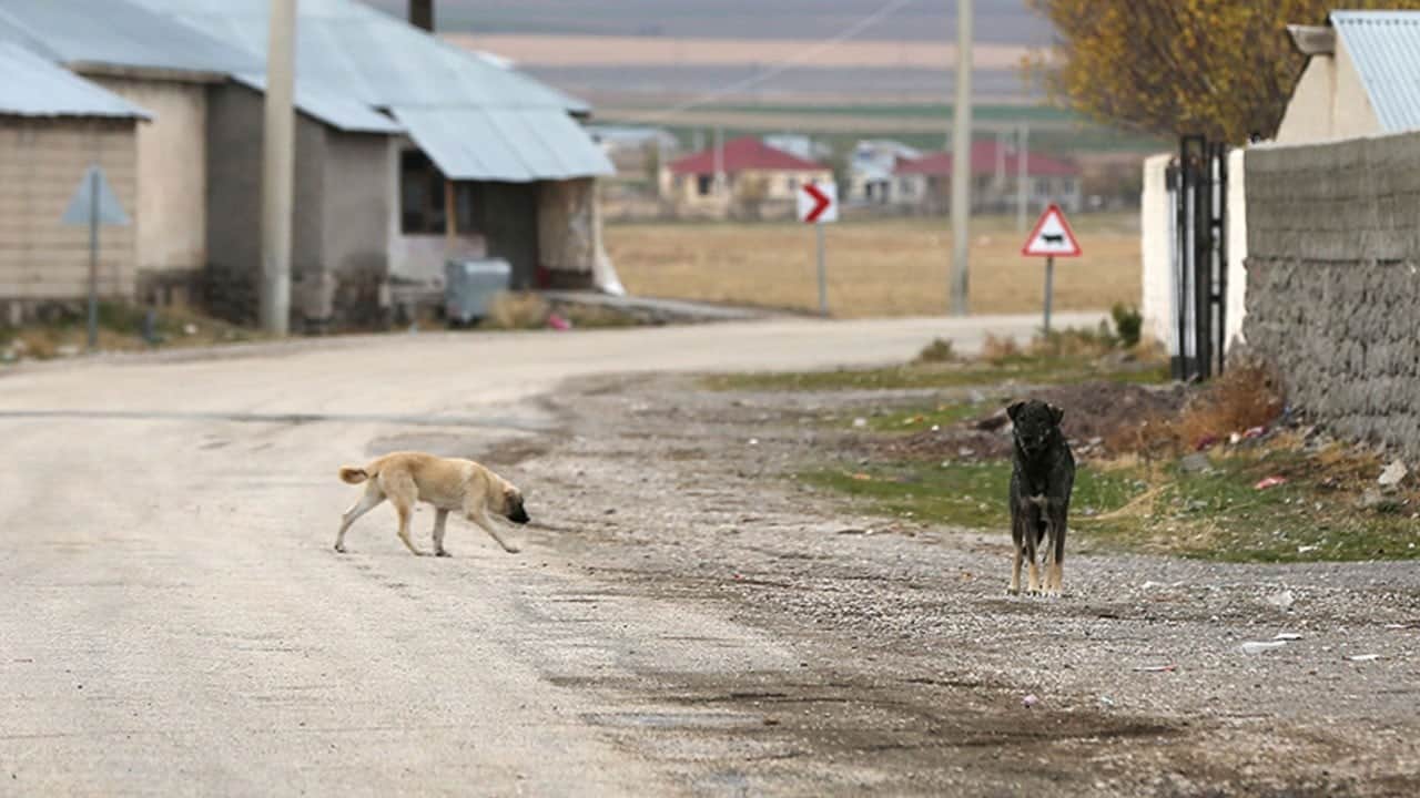 Bir türlü bitmek bilmiyor! Sokak köpekleri genç kadını hastanelik etti