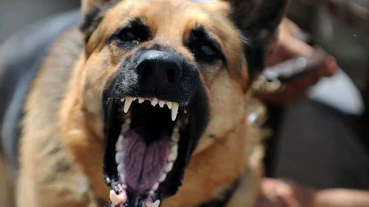 Bir türlü bitmiyor! 1,5 yaşındaki çocuğa sokak köpeği saldırdı