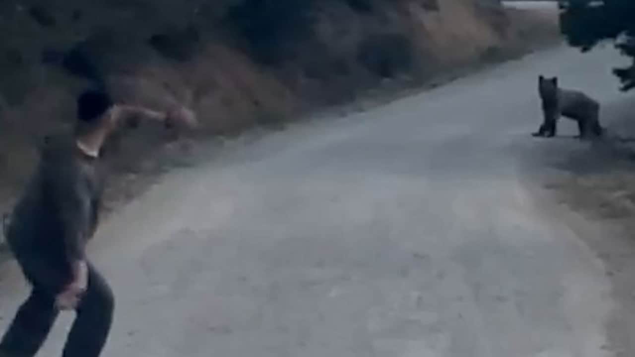 Bolu'da ayıya taşlı saldırı