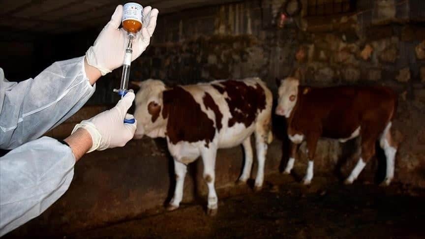 Bolu'nun 18 köy ve 4 mahallesinde 'Şap' alarmı! Karantina başladı!