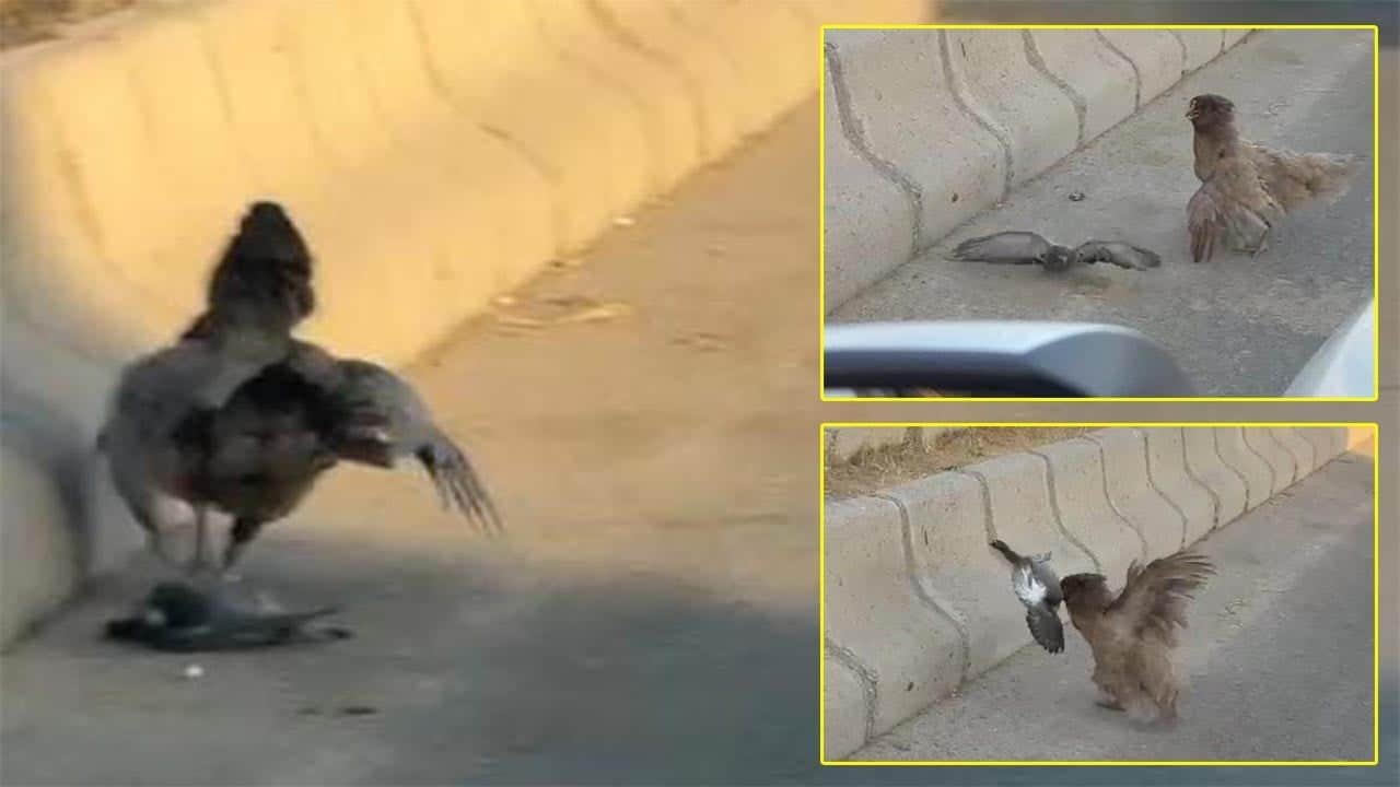 Böylesi görülmedi. Tavuk, civcivlere saldıran güvercini öldürdü