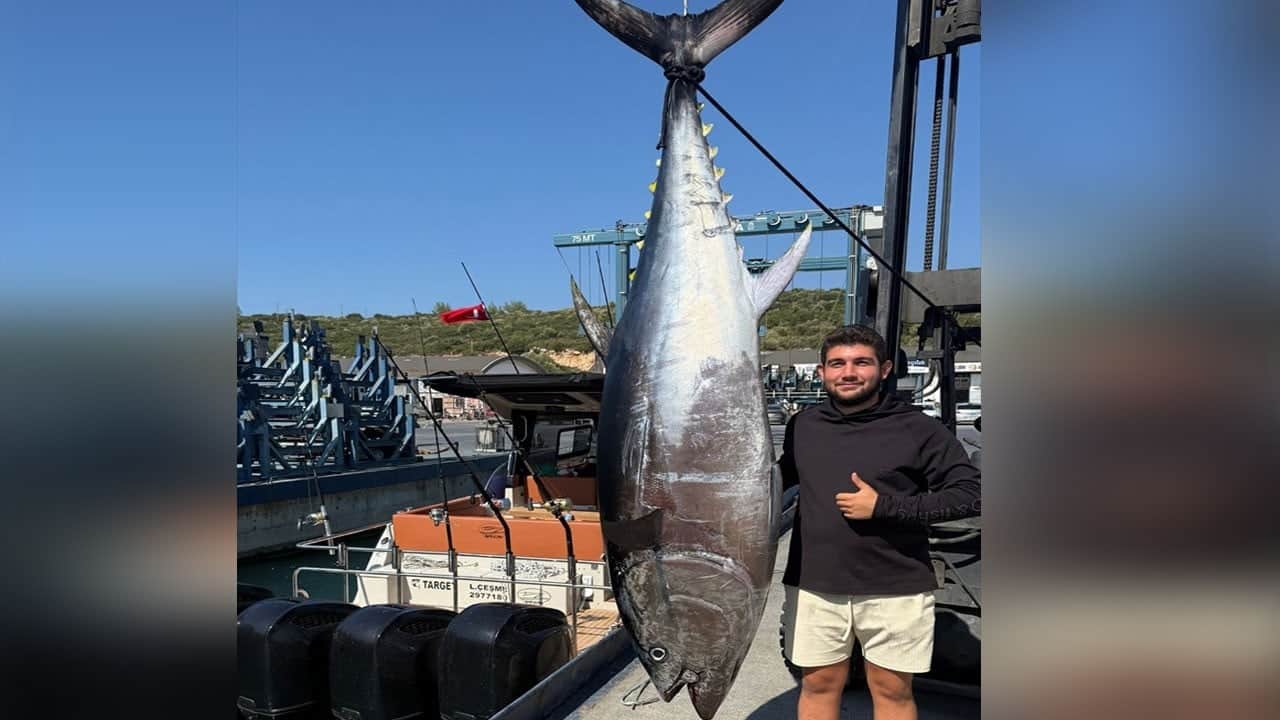 Bu derya kuzusu değil olsa olsa derya danası olur! 2 metre 80 santim, 260 kilo
