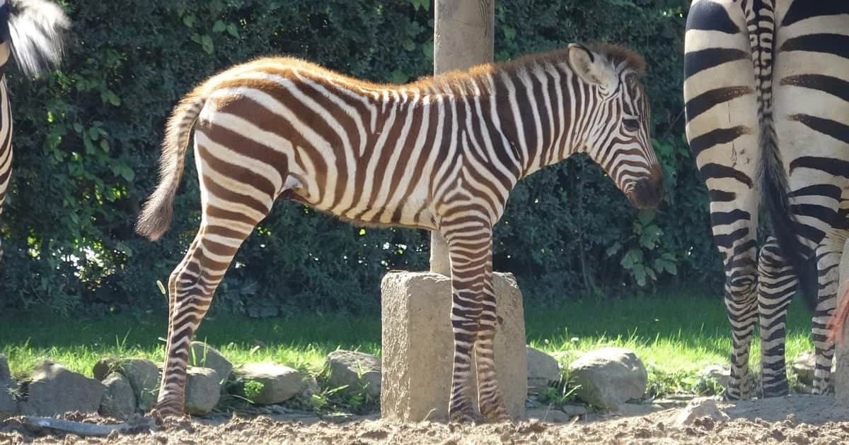 Bursa'da doğumu tesadüfen fark edilen zebra yavrusu Jason ilgi odağı oldu