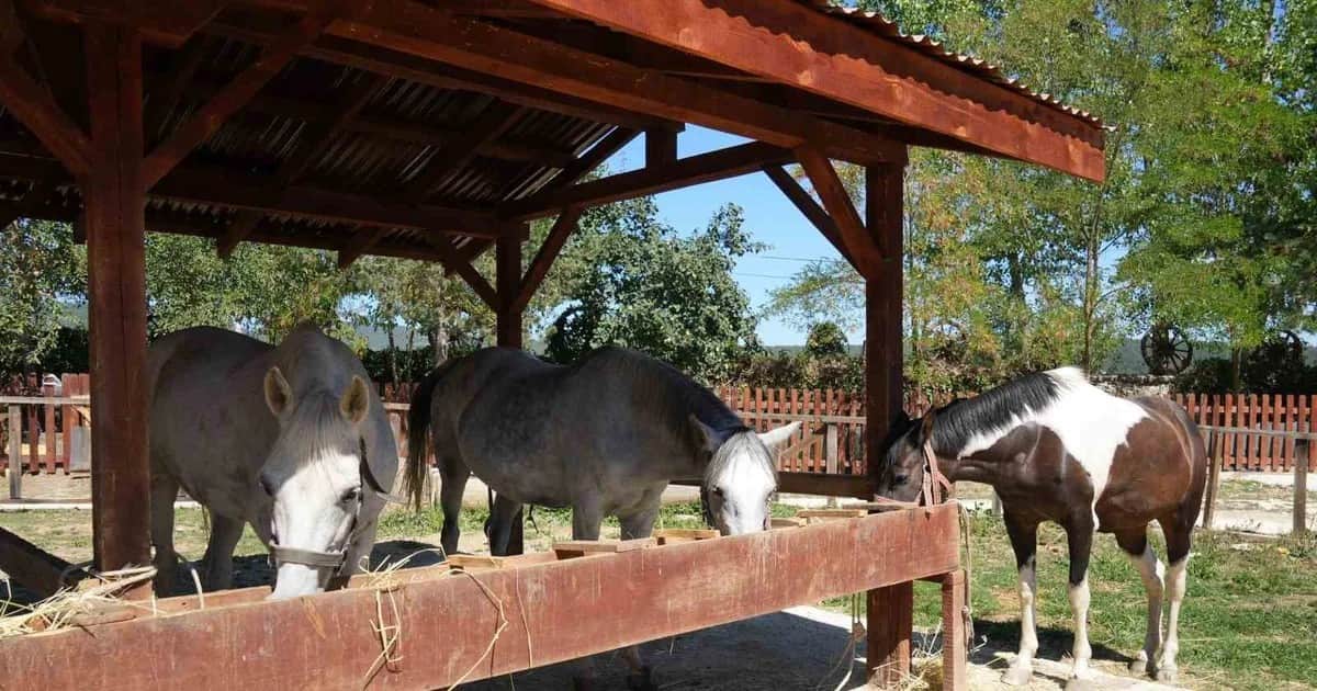 Büyükada'da faytonda kullanımı yasaklanan 51 at Daday'da sahiplendirildi